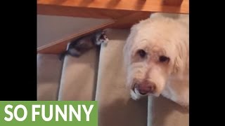 Goldendoodle learns to get along with pet ferret [upl. by Matrona821]