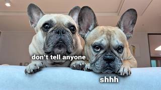 Things Nobody Tells You About Owning A French Bulldog [upl. by Anayk]