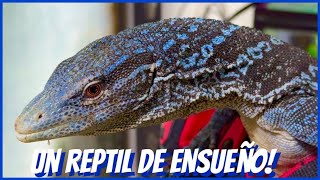 NOS LLEGÓ UN VARANO DE ENSUEÑO 🦎💙 [upl. by Yenahteb]