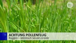 Roggen  Achtung Pollenflug  Allergie [upl. by Acisse222]