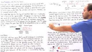 Gene Regulation and the Lac Operon [upl. by Nylarat]