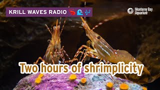 2 Hours Of Chill Shrimp To WorkStudyRelax  Lofi Hip Hop  Monterey Bay Aquarium Krill Waves Radio [upl. by Alika]