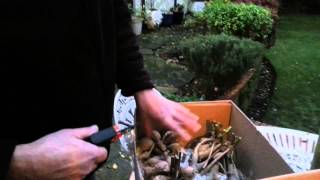 Putting dahlias away for winter storage in vermiculite filled boxes [upl. by Heller]