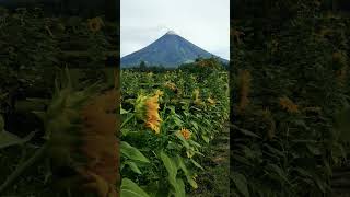 mayon volcano 2024 [upl. by Mahseh249]