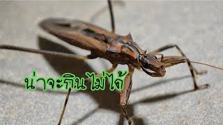 Reduviidae เป็นวงศ์สากลขนาดใหญ่ของอันดับ Hemiptera ในบรรดา Hemiptera [upl. by Nnazus891]