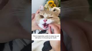 How To Groom Your Cat Easily 🙀 [upl. by Rita49]