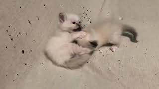 Birman kittens in my kindergarten  wwwbirmanseu [upl. by Baily7]