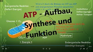 ATP Adenosintriphosphat  Aufbau Synthese und Funktion Biologie Oberstufe [upl. by Azral]