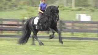 FRIESIAN STALLION quotLeave you Breathlessquot [upl. by Eilerua]