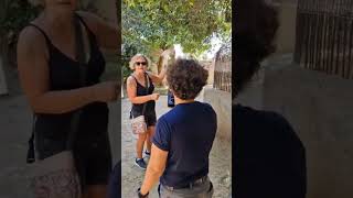 How camel kiss her🤩😮 tour tourism travel trending traveling vibes viralvideo motivation [upl. by Meece798]