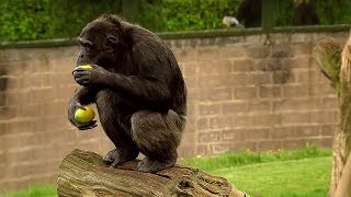 Chimp Learns to Trade  Extraordinary Animals  BBC Earth [upl. by Llevart]