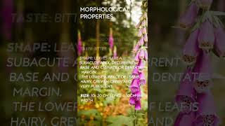 Digitalis Pharmacognostic account of Digitalis Fox glove [upl. by Berk490]