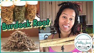 Burdock Root  Tea Recipe  Amazing Healing Power amp Health Benefits [upl. by Erialc68]