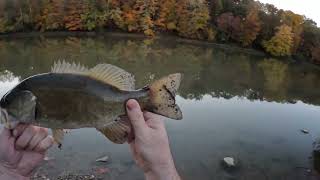 Scioto River Smallmouth bass fishing Autumn 2022 [upl. by Ellehcit]