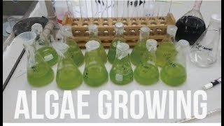 Growing Making Bioplastic  Week 6 [upl. by Teerprah951]