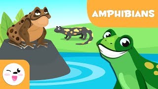 Amphibians for kids  Vertebrate animals  Natural Science For Kids [upl. by Devad809]