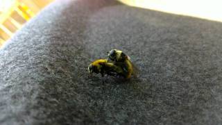 Bumblebees mating actually Narcissus Fly Merodon equestris [upl. by Nahtanohj]