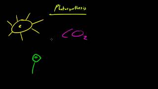 Biology Lecture  30  Autotrophs vs Heterotrophs [upl. by Beatrisa485]