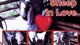 quotSheep In Lovequot [upl. by Skipp]