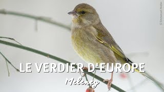 OISEAUX DES JARDINS Le Verdier dEurope [upl. by Ised]