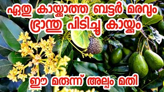 ബട്ടർ കായ്ക്കാൻ ഒരു സൂത്രപ്പണിfruit plants malayalampazhachedikalavocado malayalamkaaykkan [upl. by Liana932]