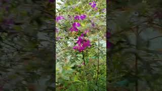 Melastoma malabathricum plants garden flowers [upl. by Eicart]