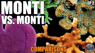 Monti vs Monti  COMPARING Montipora Corals  Capricornis Digitata Undata Encrusting amp More [upl. by Nnaycnan]