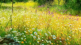 Relaxing Nature Ambience Meditation🌼GOOD MORNING SPRING NATURE THERAPY🌷Flowery MEADOW Healing Sounds [upl. by Eimmas]