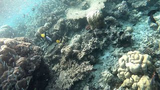 Komandoo Maldives  Sunrise Snorkeling [upl. by Ayam]