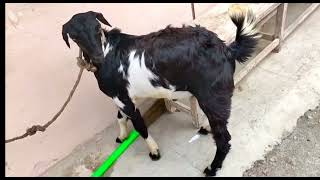 Enterotoxemia in Goat  Nervous signs  E T in goat  OVER EATINGPULPY KIDNEY DISEASE [upl. by Pierrette]