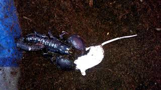 Emperor scorpion eats mouse [upl. by Leonanie64]