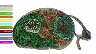 3D imaging of a Chlamydomonas reinhardtii imaged with Hydra Bio PlasmaFIB [upl. by Tabber]