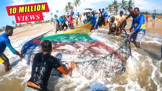 Unbelievable 2000Kg Queen fishes Caught In Seine Net  You Wont Believe How We Caught This [upl. by Rimidalg]