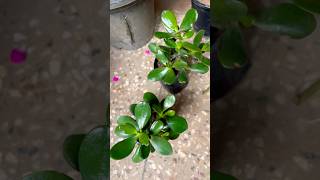 Crassula ovata outdoor plant review 🌱✨ plants homedecor plantfragrance shorts review outdoors [upl. by Nallad]