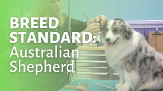 How to Groom an Australian Shepherd [upl. by Aggarwal]