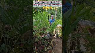 Mahinang nilalang galing sa kalawakan highlights2024 shortvideo plyingkick wengcampovlog [upl. by Eel]