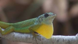 Barbados Anole Anolis Extremus [upl. by Nwahsem387]