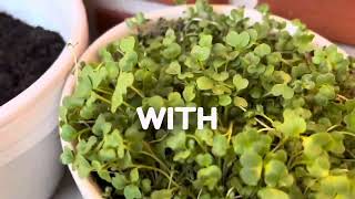 How I Use Sulforaphane [upl. by Siward]