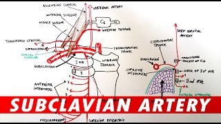 Anatomy  Subclavian artery branches [upl. by Gutow]