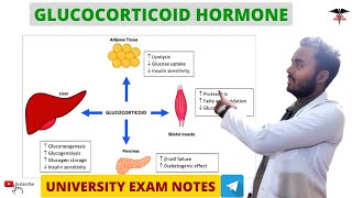 Glucocorticoids  Cortisol  Adrenal Hormone  Endocrine Physiology [upl. by Solokin98]