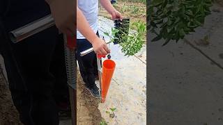 Really Amazing Seedling 🌱🌱 Planting Tool for Rural Farmer  Modern Agriculture shorts satisfying [upl. by Egide]