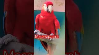 Red Macaw parrot 😍shorts [upl. by Akkeber]