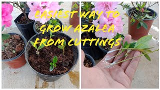 How To Grow Azalea From CuttingsEasiest Way To Grow Azalea [upl. by Gnilrac]