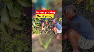 🌄🏞️🏝️🪴Alovera plant invillage youtubeshorts newshortsshort viralvideo amezingvillage vlogs [upl. by Kcin]