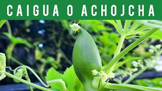 ⚪CAIGUA o ACHOJCHA fructificandoPLANTAS COMESTIBLES CUCURBITACEAE FAMILY🥒 2021 [upl. by Ciel74]