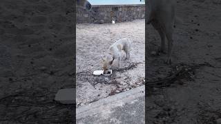 Feeding Lots of Animals While Visiting The Beautiful Turks and Caicos [upl. by Convery521]