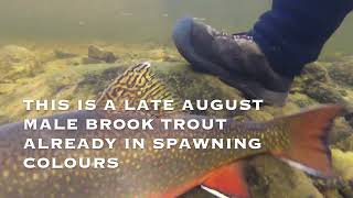 Rarely Seen Underwater World of Brook Trout [upl. by Suriaj640]