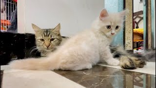 persian cat family  cute cat family  baby cat  mother cat  baby cat name MAX [upl. by Henricks]