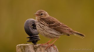 Meadow Pipit Anthus pratensis  Wiesenpieper [upl. by Nimsaj50]