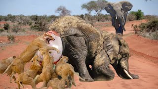 Bloodthirsty Lions Surround And Attack Elephant Giving Birth  Can The Baby Elephants Escape Death [upl. by Thenna560]